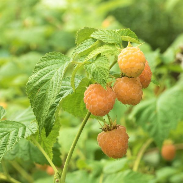 Rubus 'Anne' (Framboisier jaune ‘Anne’)