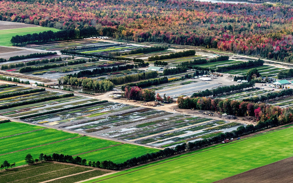 Pépinière Lemay Nursery inc