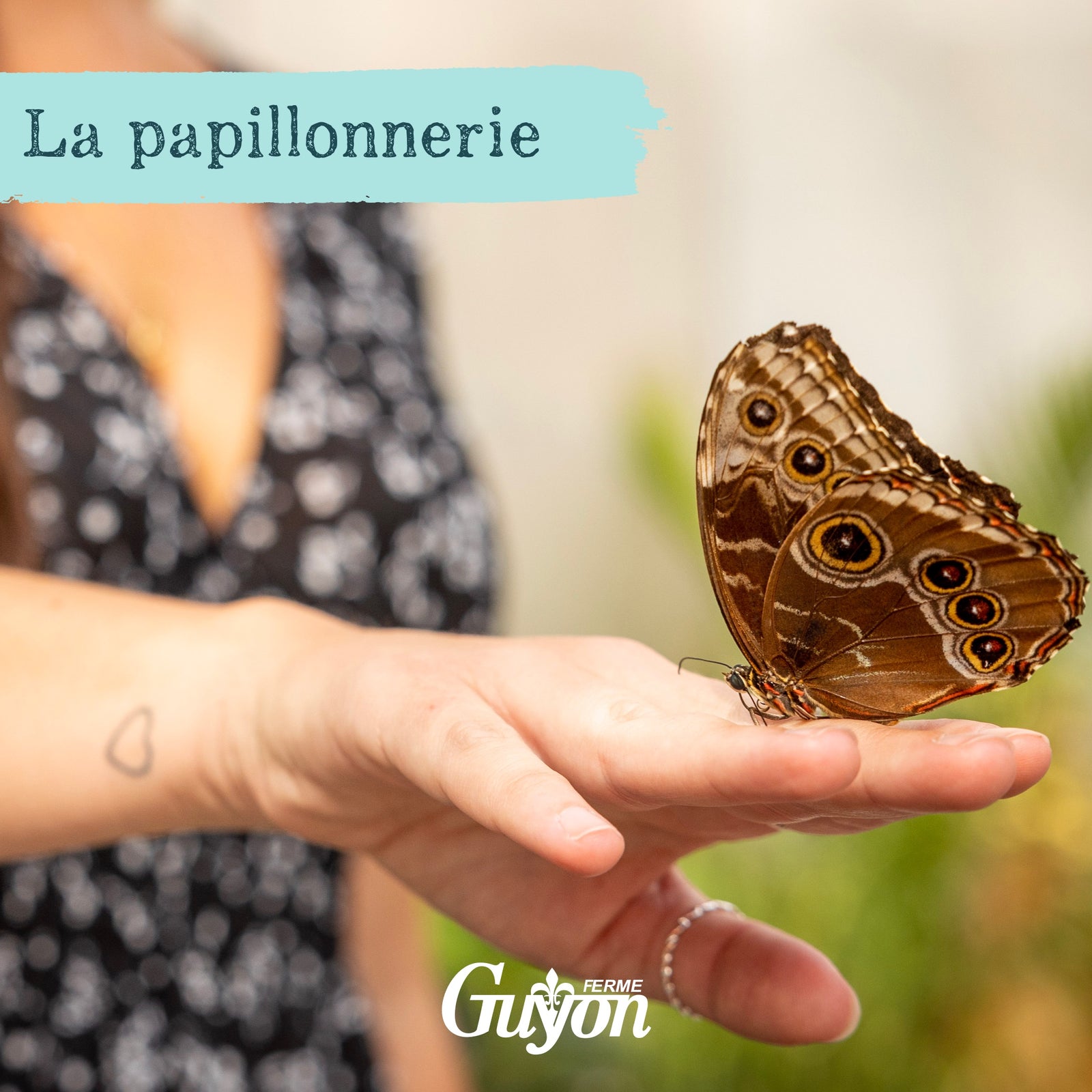 Billet - Papillonnerie (Visite libre)