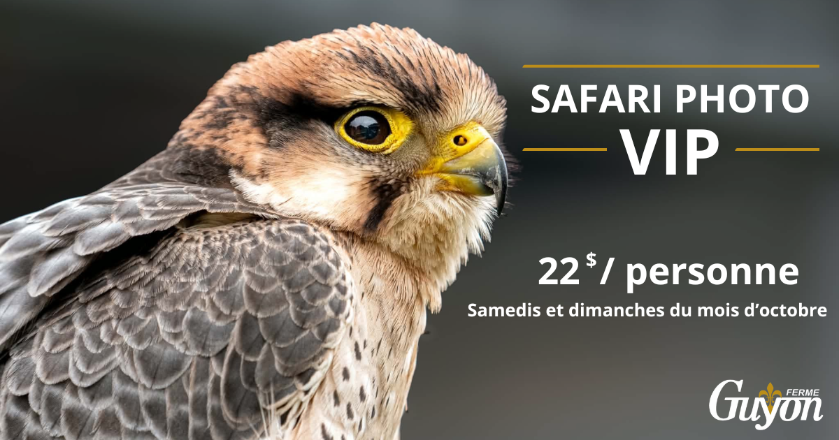 Safari Photo