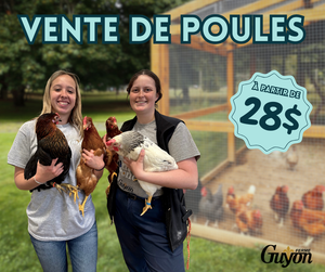 Réservation: Poules pondeuses standards et de fantaisie